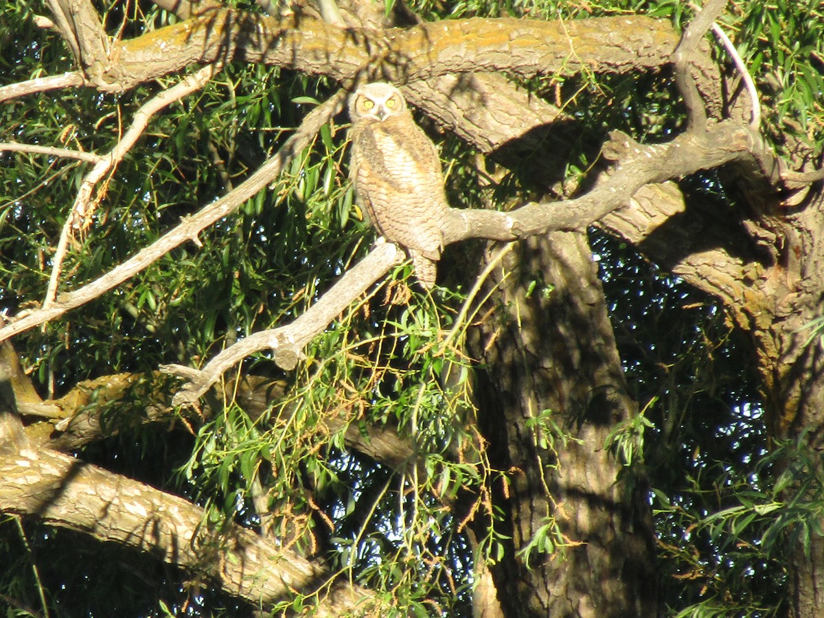 Great Horned Owl - ML222350251