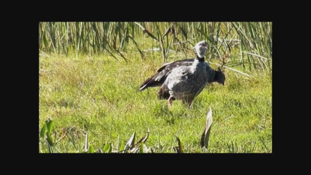 Southern Screamer - ML222350981