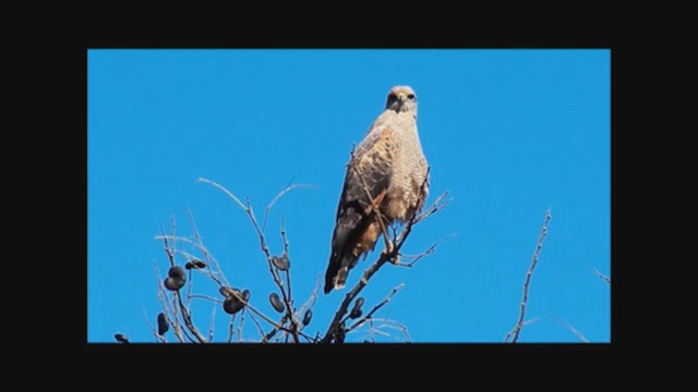 Savanna Hawk - ML222351591