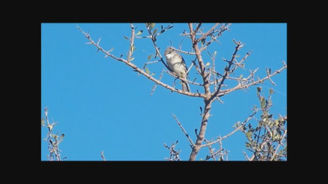 Suiriri Flycatcher - ML222352111