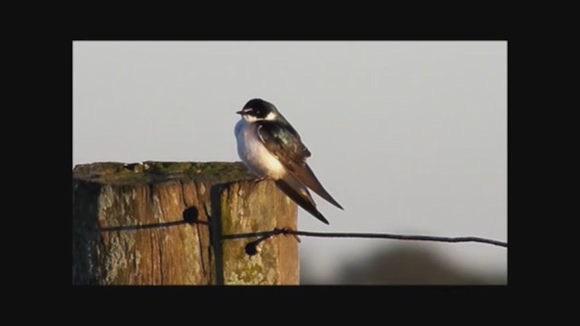 Golondrina Cejiblanca - ML222352511