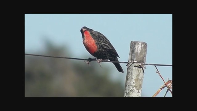 White-browed Meadowlark - ML222352991