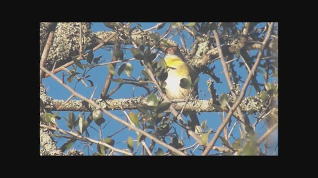 Rufous-browed Peppershrike - ML222353021