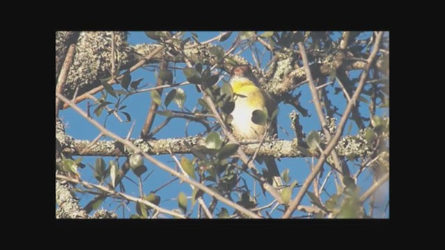 Rufous-browed Peppershrike - ML222353021