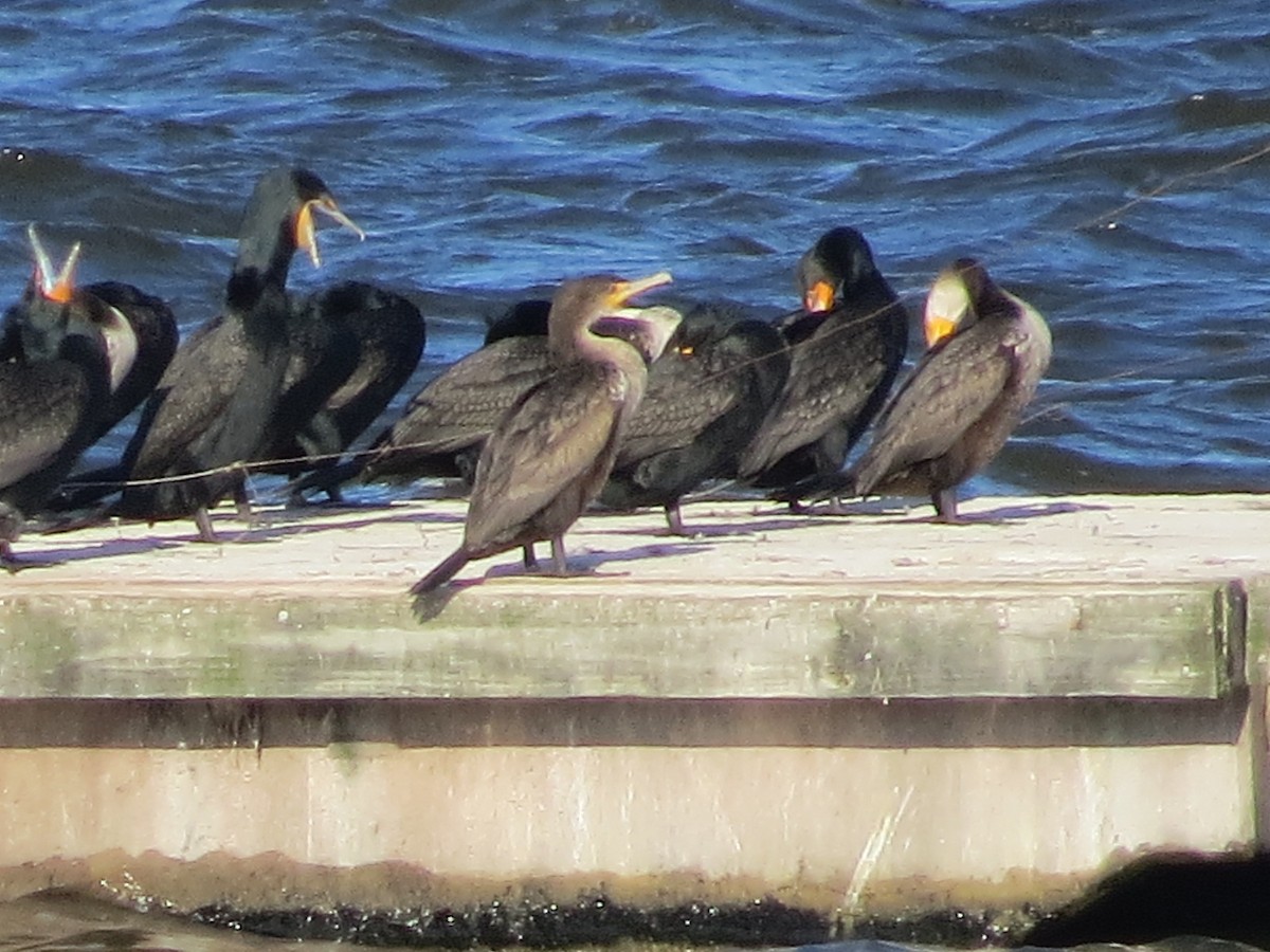 Double-crested Cormorant - ML222353201