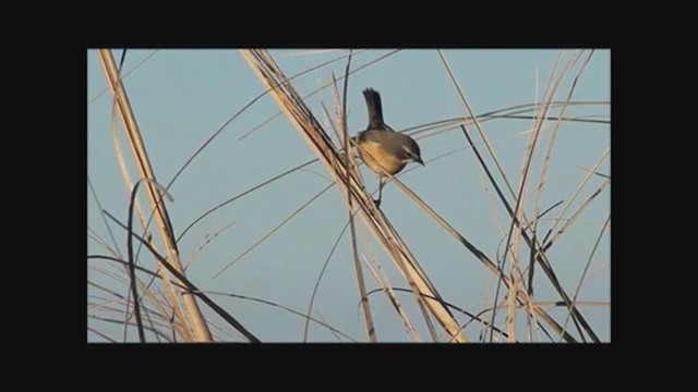 Long-tailed Reed Finch - ML222353281