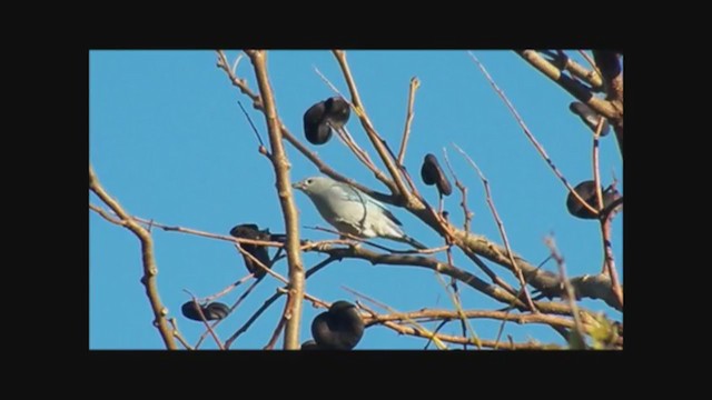 ハイガシラソライロフウキンチョウ - ML222353351