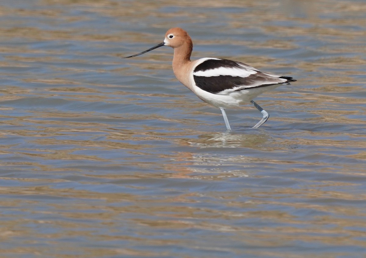 American Avocet - ML222355261
