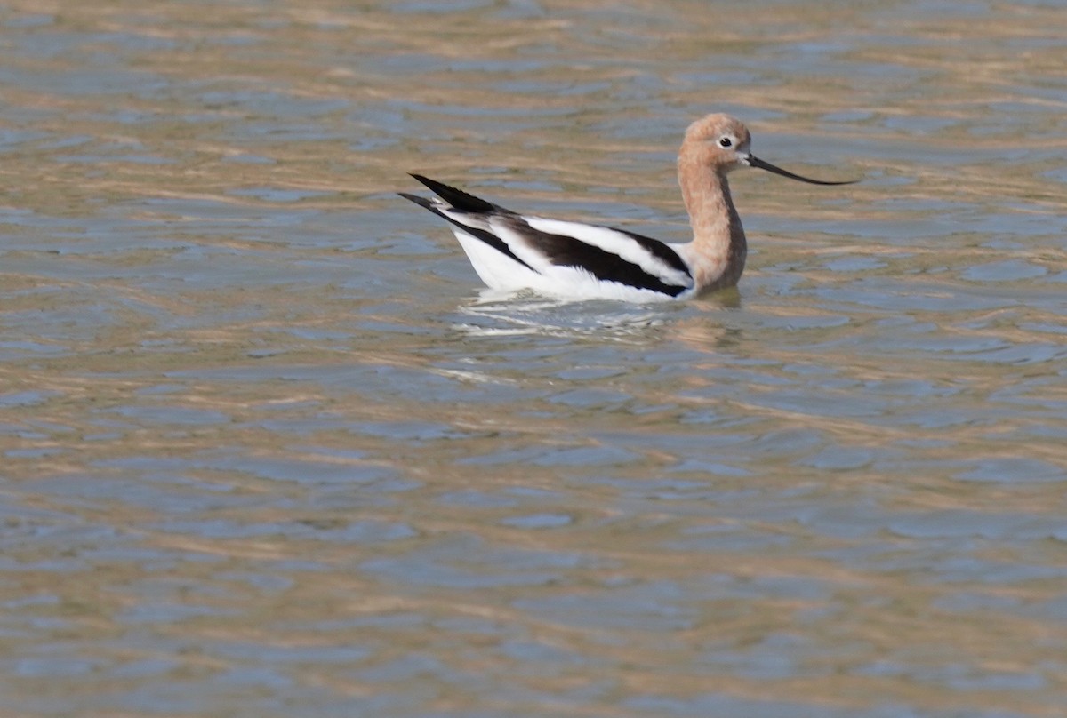 American Avocet - ML222355291