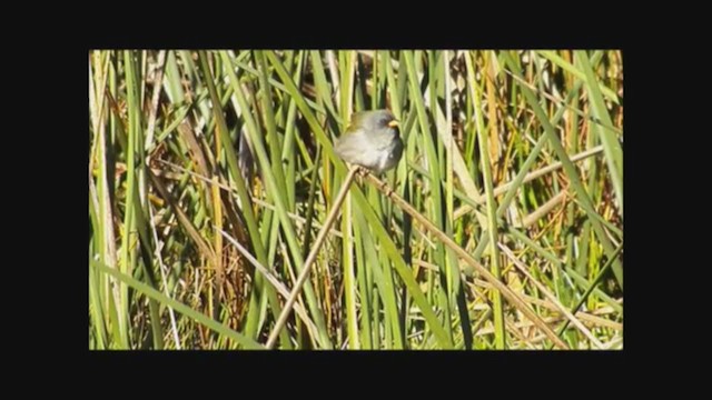 Great Pampa-Finch - ML222355621