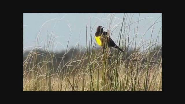 Brown-and-yellow Marshbird - ML222355821