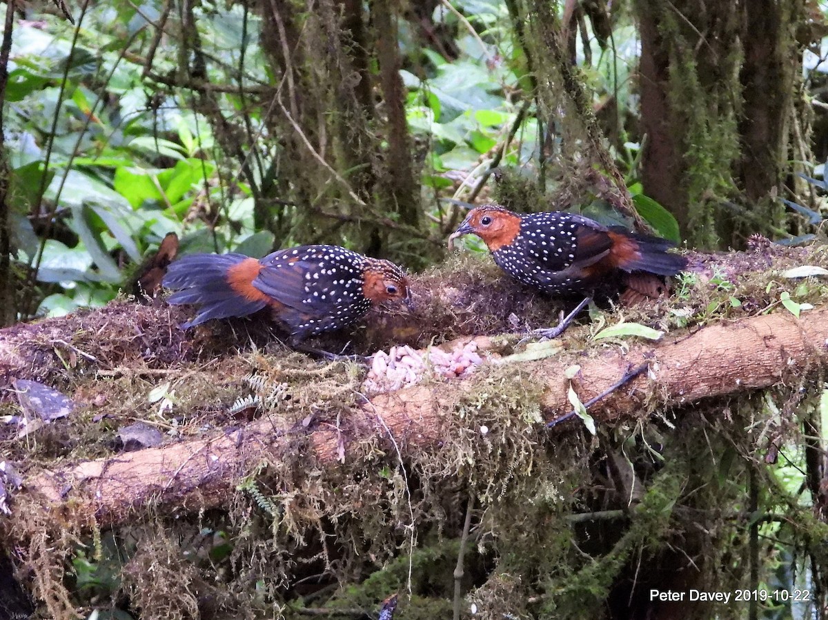 Tapaculo Ocelado - ML222356571