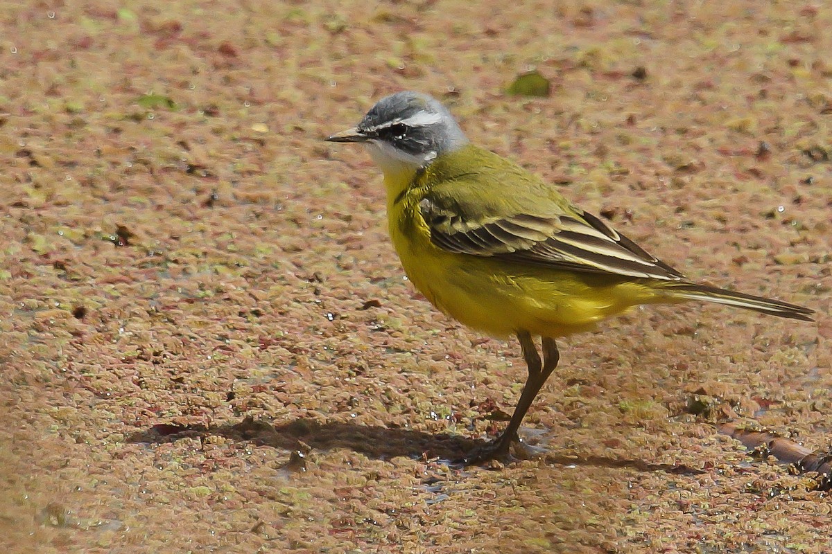 Western Yellow Wagtail (flava/beema) - ML222357141