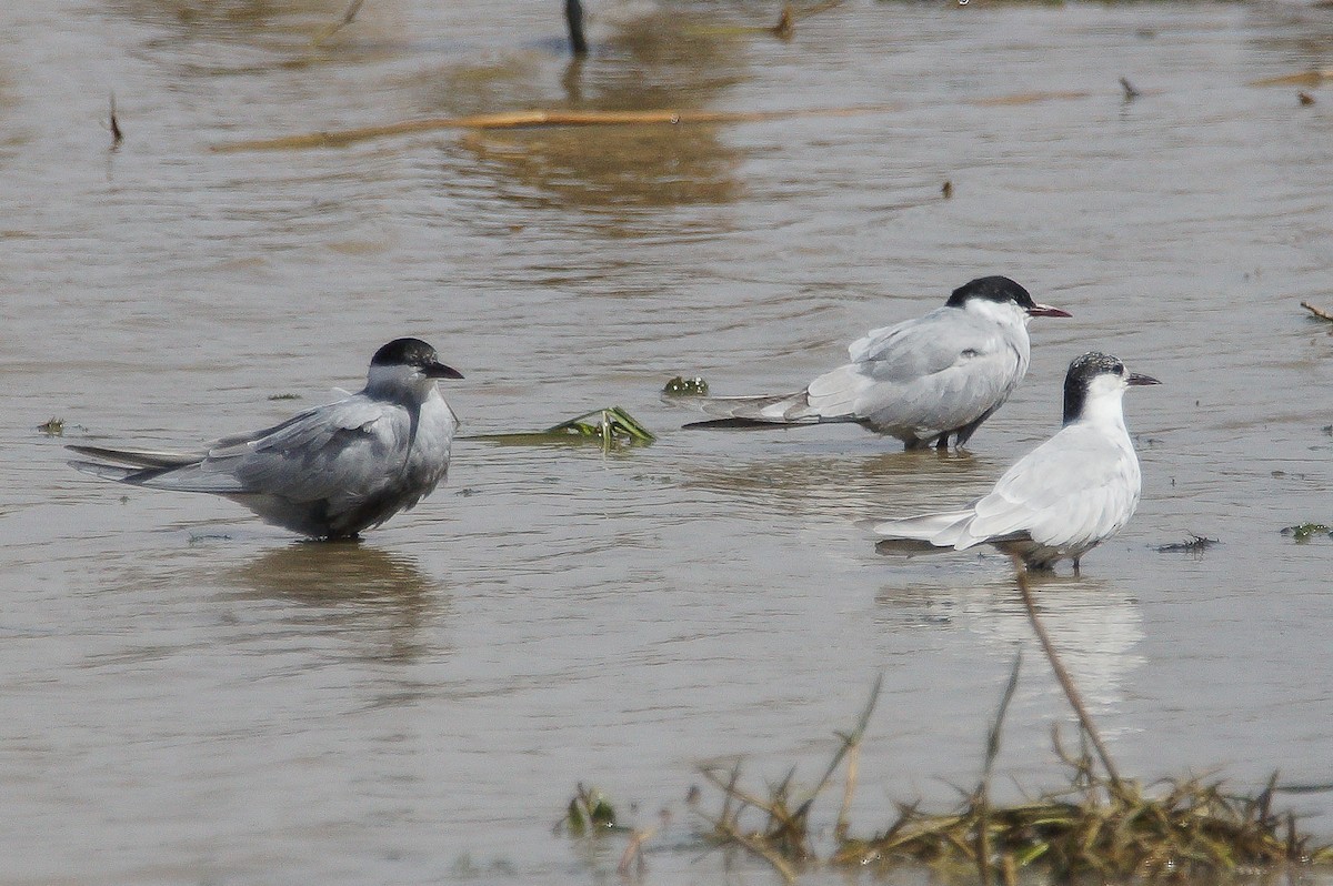 Gull-billed Tern - ML222357331