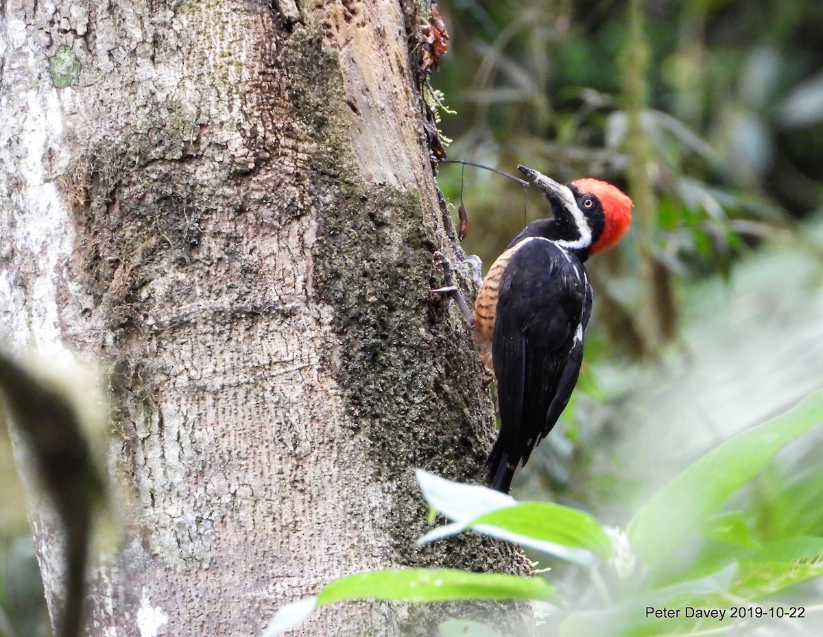 Powerful Woodpecker - Peter Davey