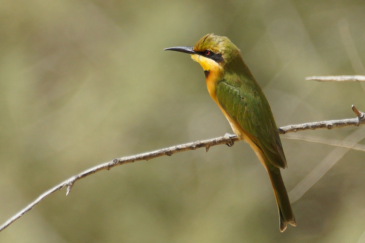 Little Bee-eater - ML222357641