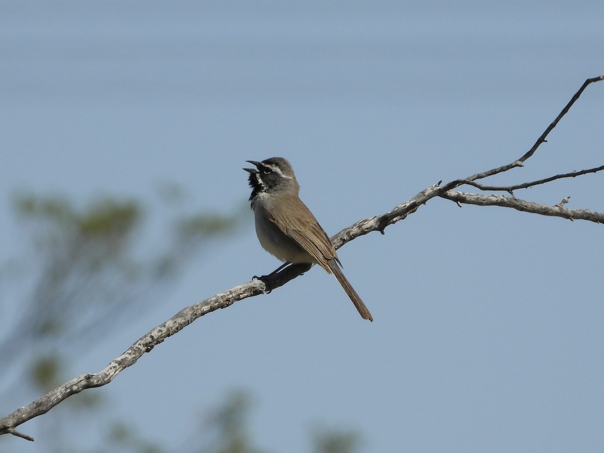 Black-throated Sparrow - ML222358821