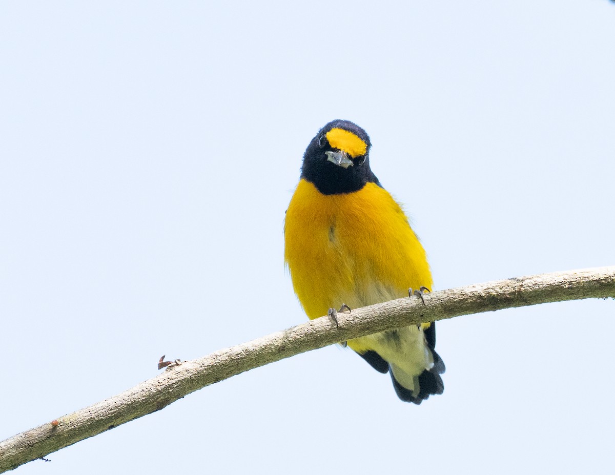 White-vented Euphonia - ML222358871