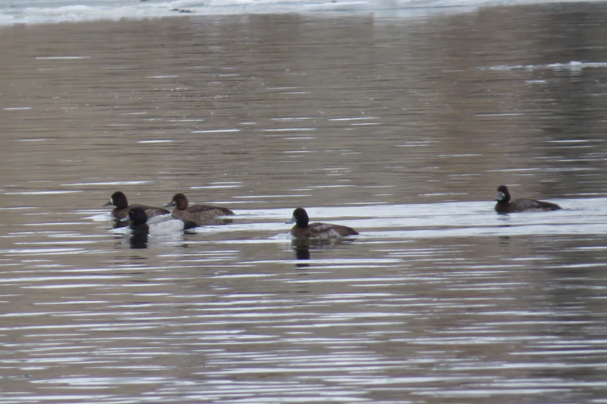 Greater Scaup - ML22236091