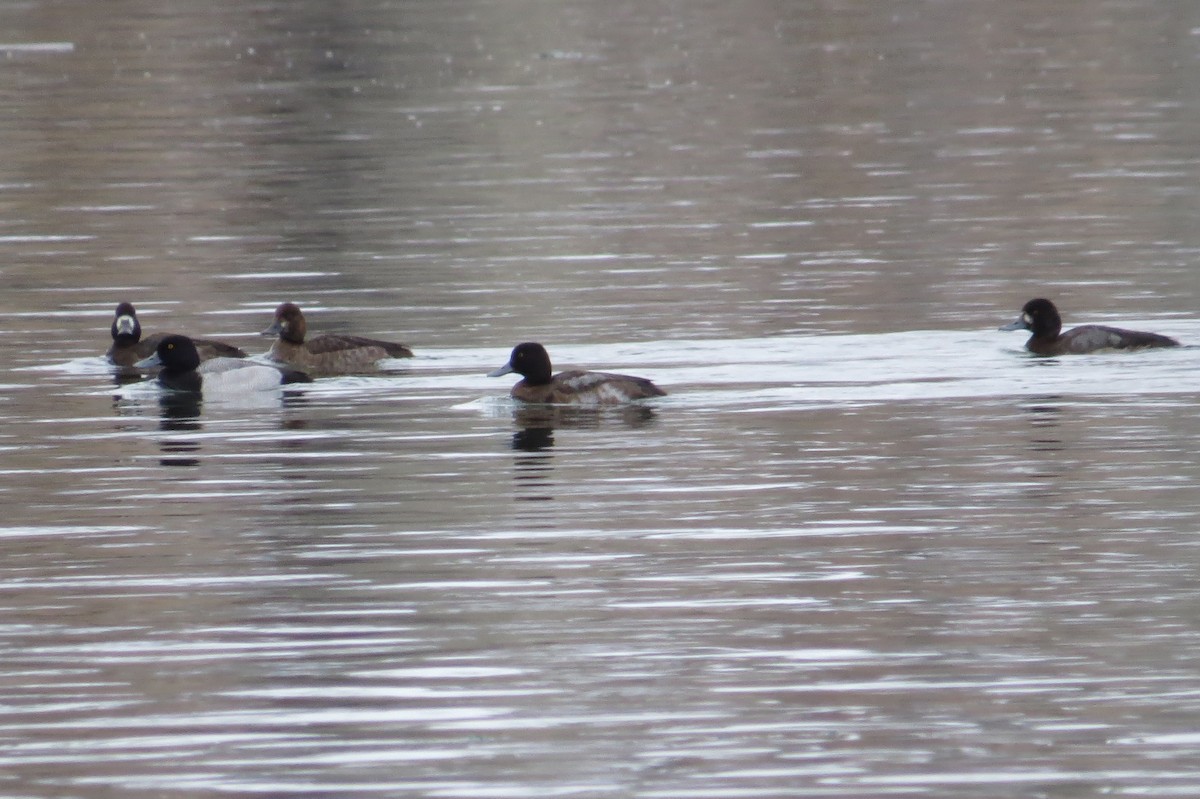 Greater Scaup - ML22236101