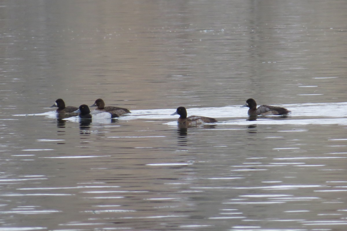 Greater Scaup - ML22236111