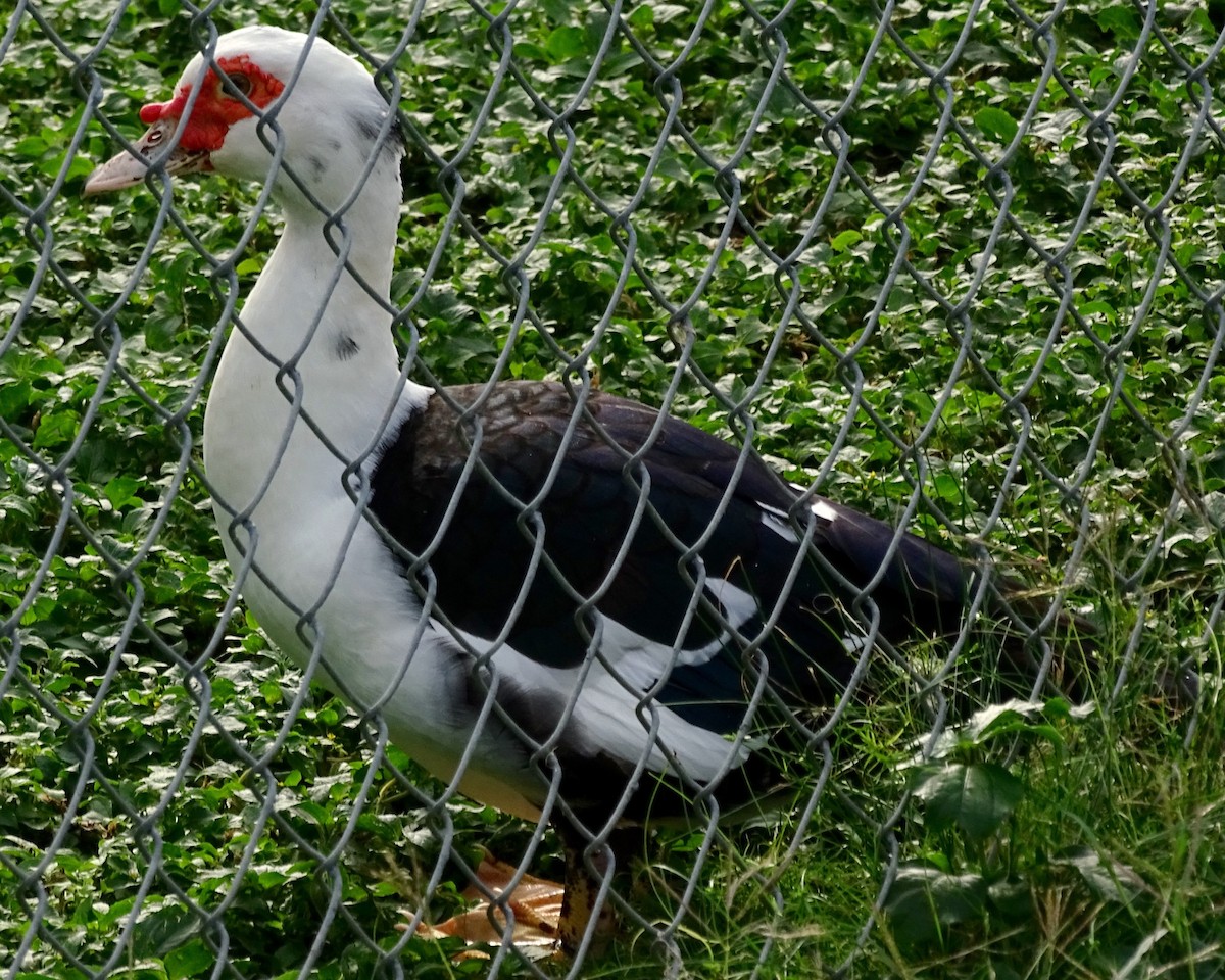 Muscovy Duck (Domestic type) - ML22236201