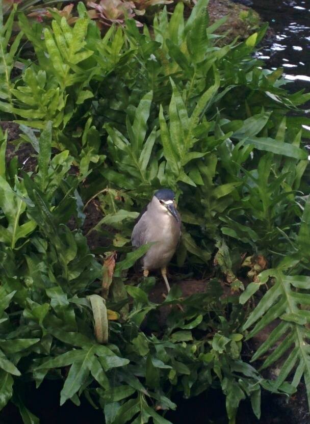 Black-crowned Night Heron - Josh Russell