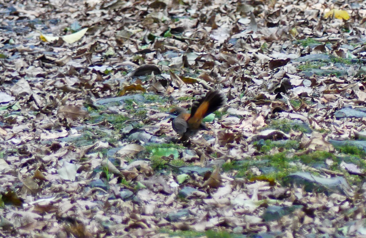 Australian Rufous Fantail - ML222366351