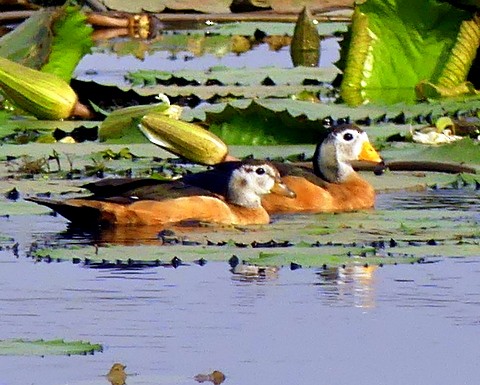 African Pygmy-Goose - ML222366401