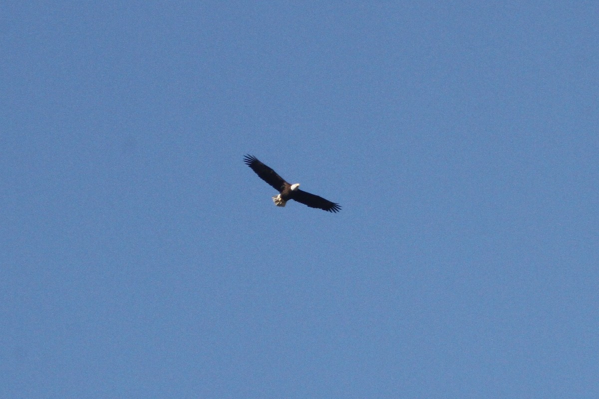 Bald Eagle - ML222366421