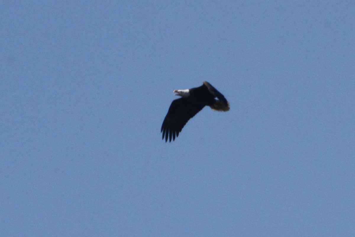 Bald Eagle - ML222366521