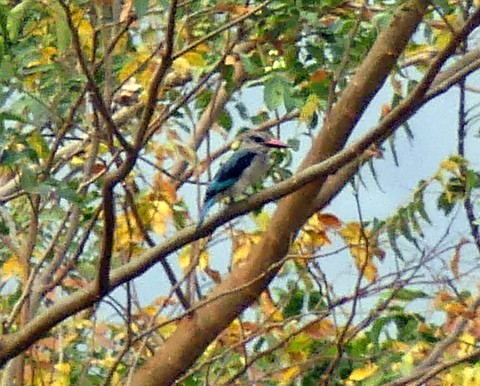 Woodland Kingfisher - ML222366771