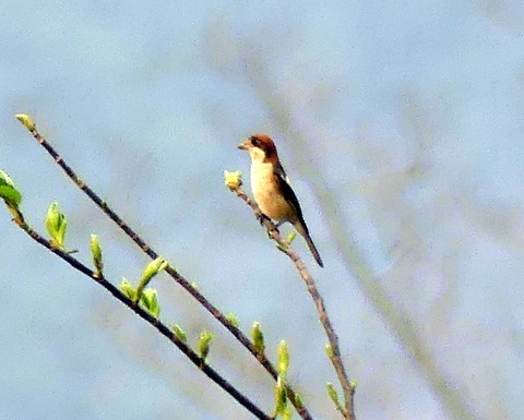 Woodchat Shrike - ML222366901