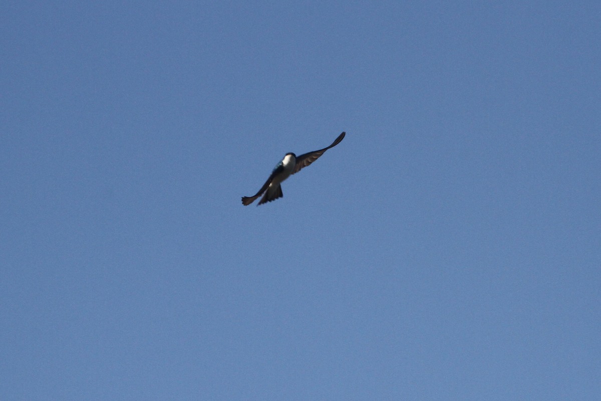 Tree Swallow - ML222367281