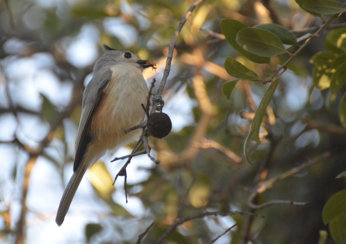 Black-crested Titmouse - ML22236791
