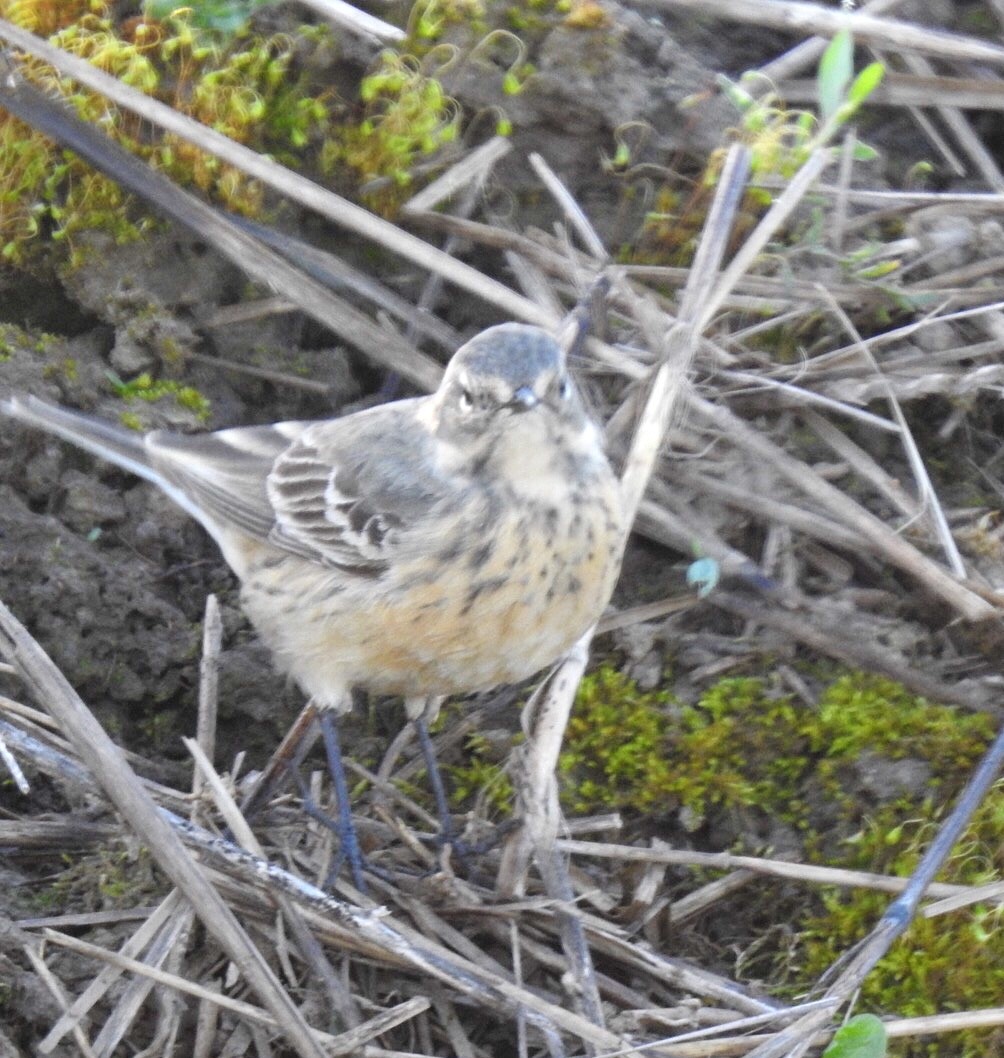 American Pipit - ML222368211