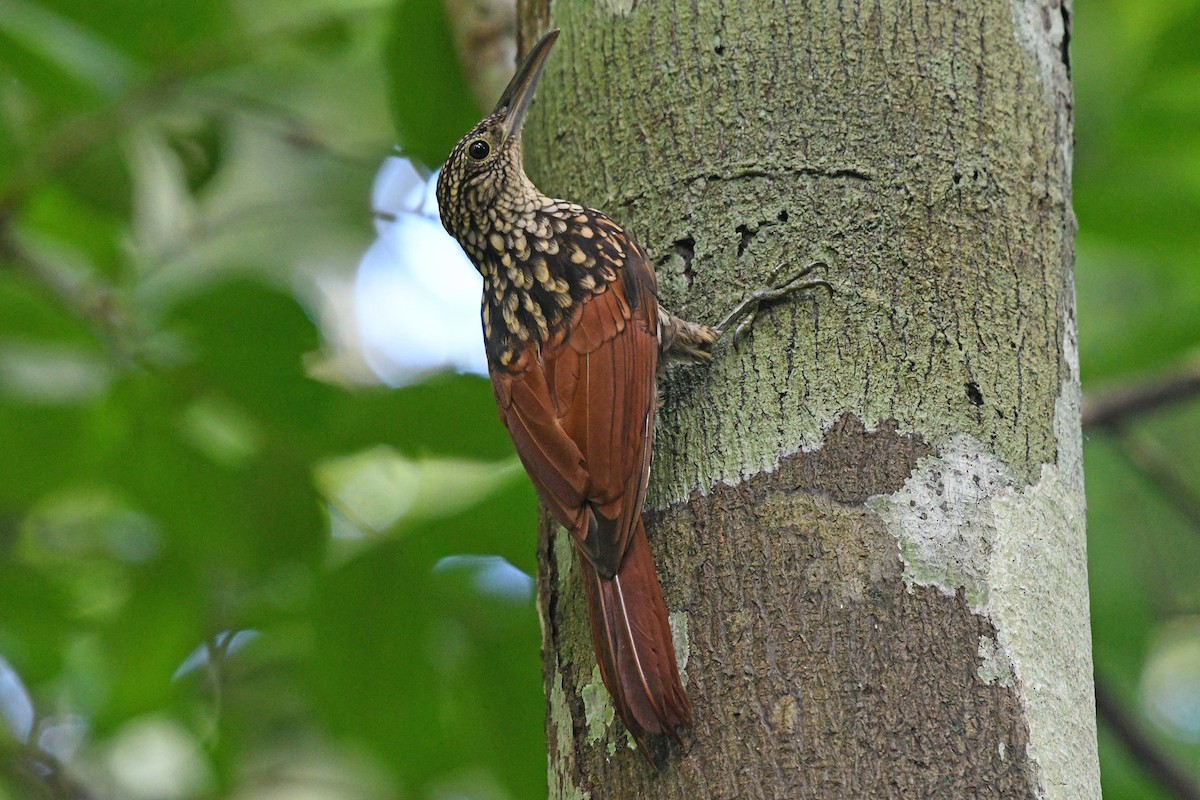 Black-striped Woodcreeper - Josanel Sugasti -photographyandbirdingtourspanama