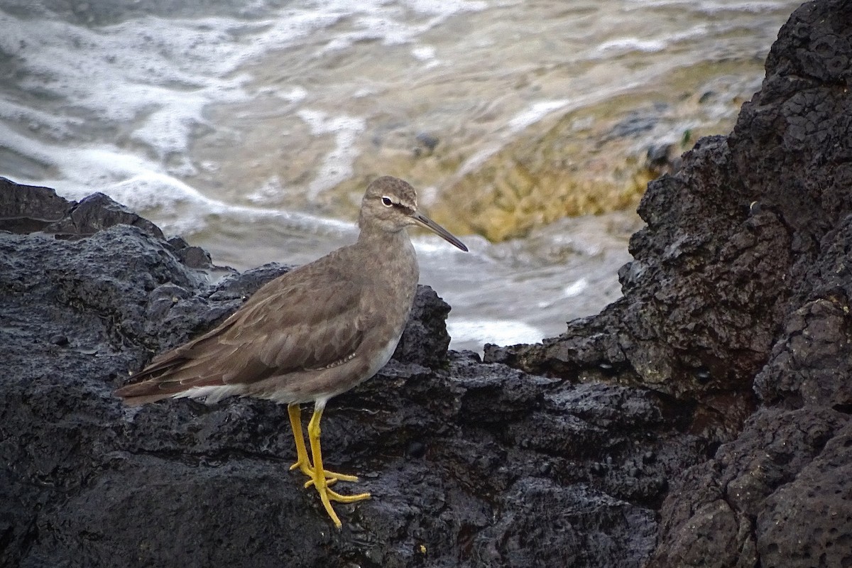 Wandering Tattler - ML22236991