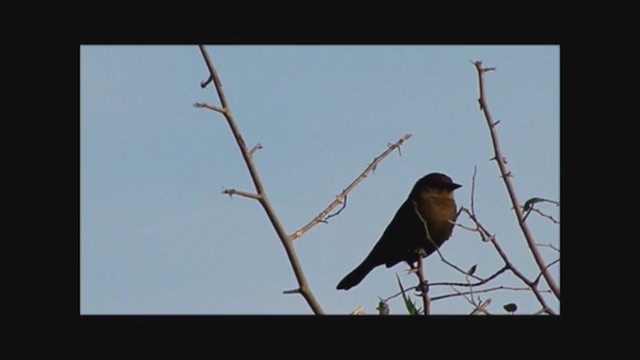 Chestnut-capped Blackbird - ML222369931