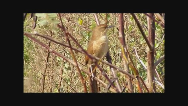 Freckle-breasted Thornbird - ML222370171