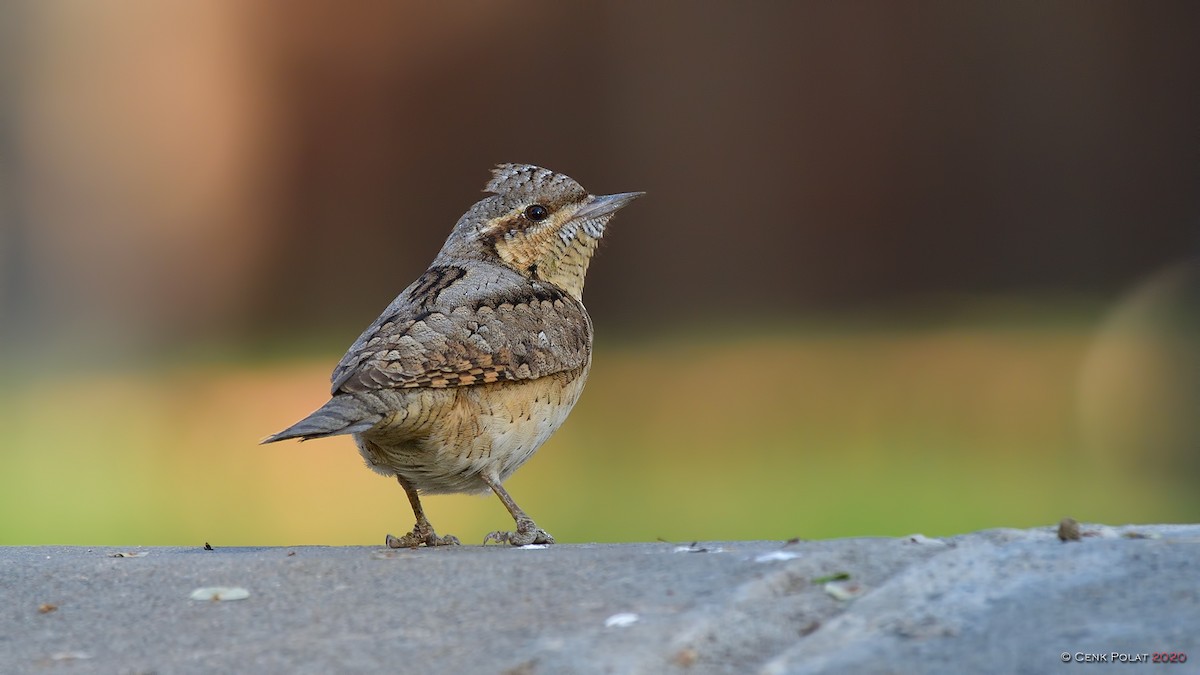 Eurasian Wryneck - ML222370331