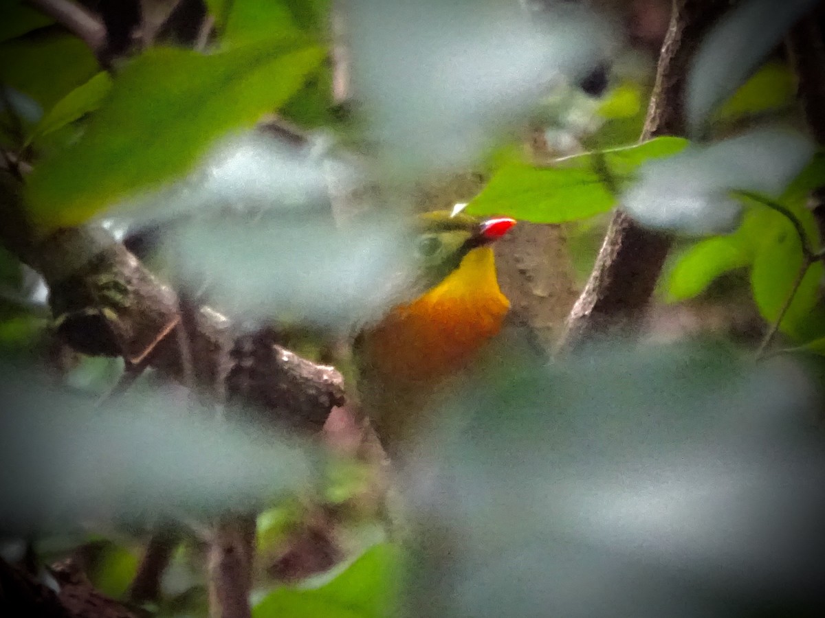 Red-billed Leiothrix - ML22237091