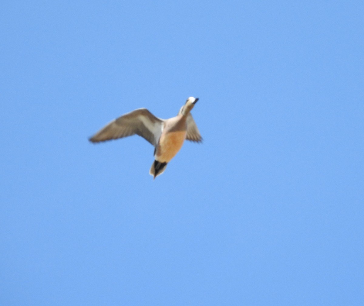 American Wigeon - ML222373171