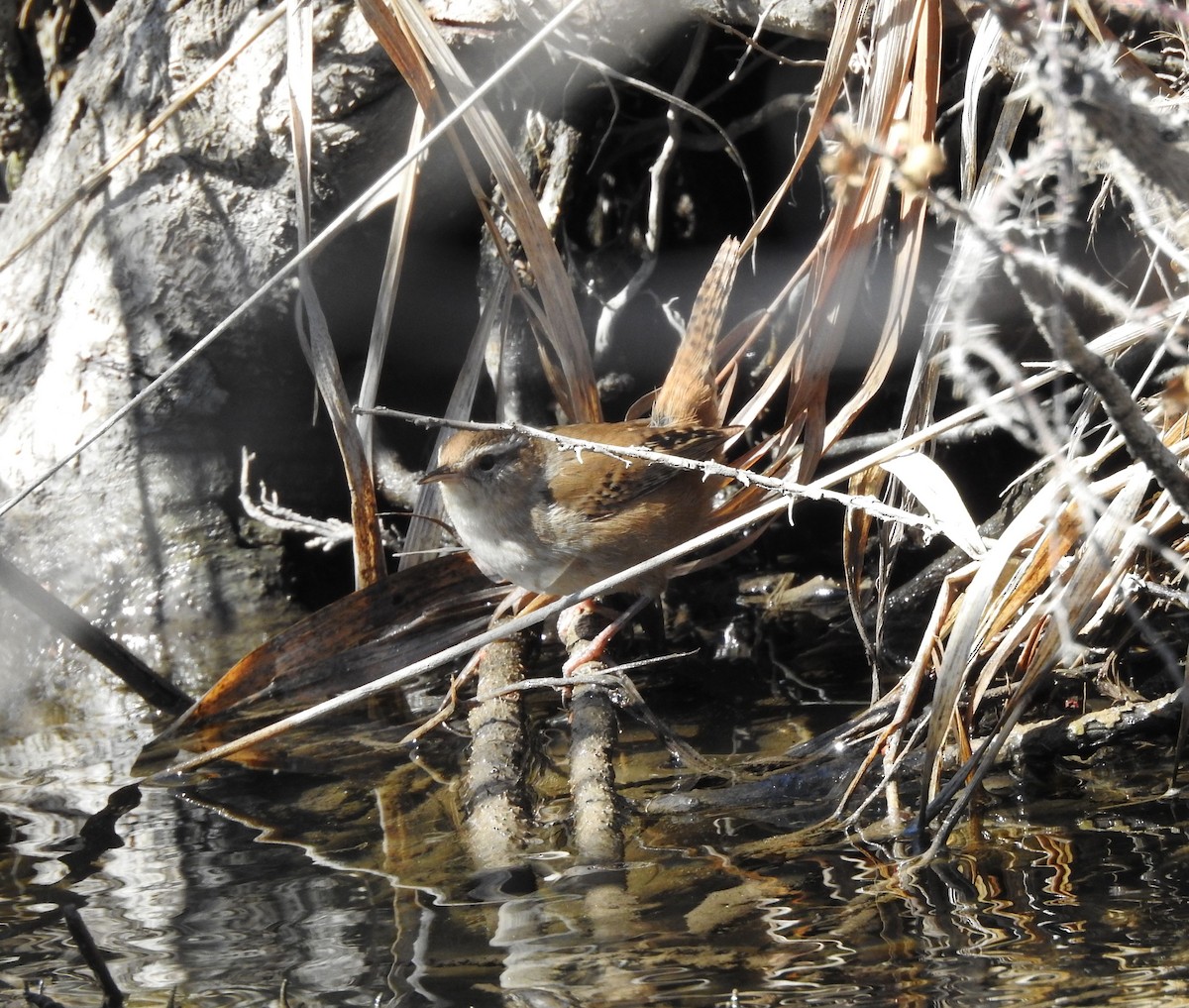 Marsh Wren - Shane Sater