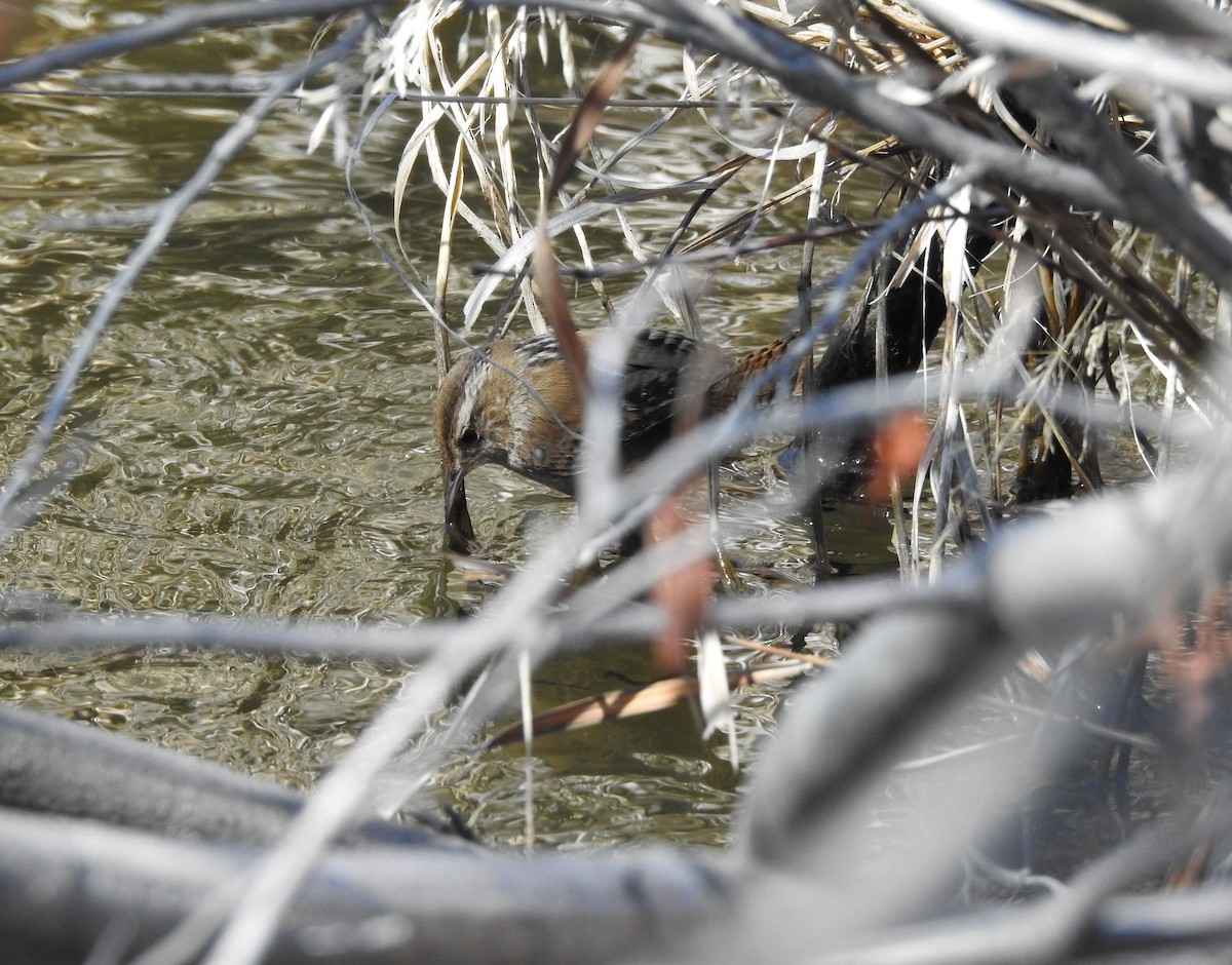 Marsh Wren - ML222373261