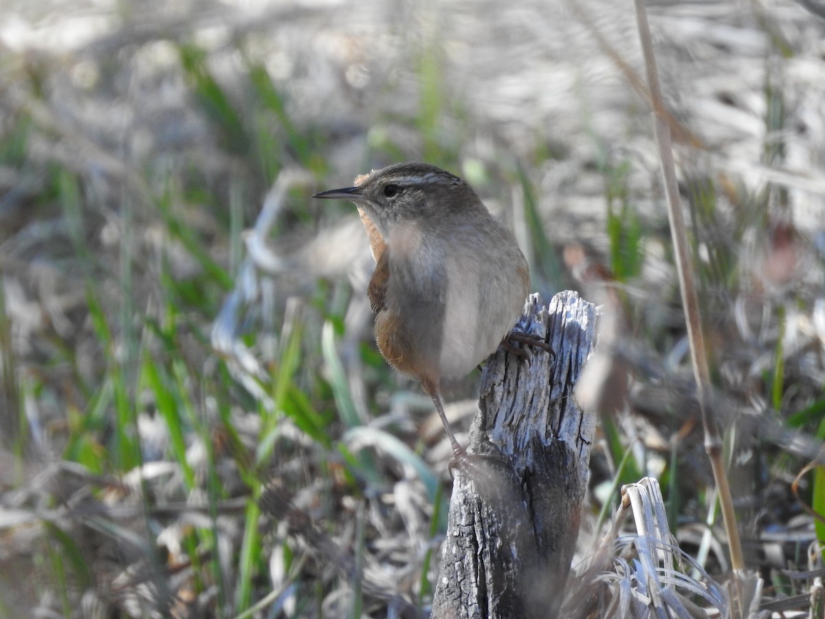 Marsh Wren - ML222373281