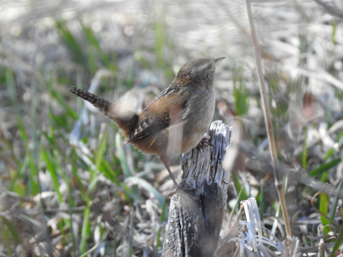 Marsh Wren - ML222373291