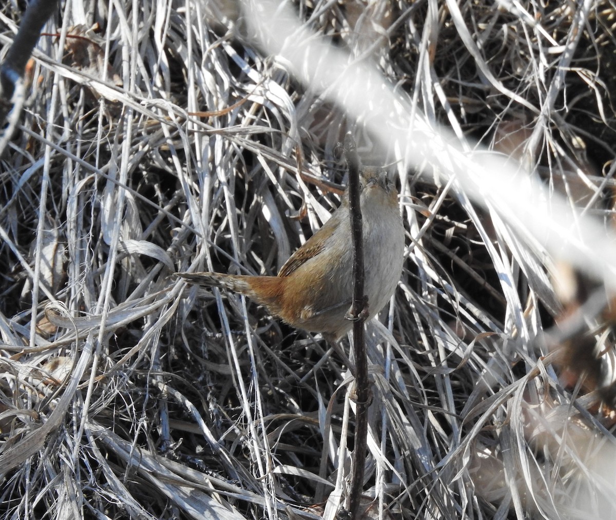 Marsh Wren - ML222373341