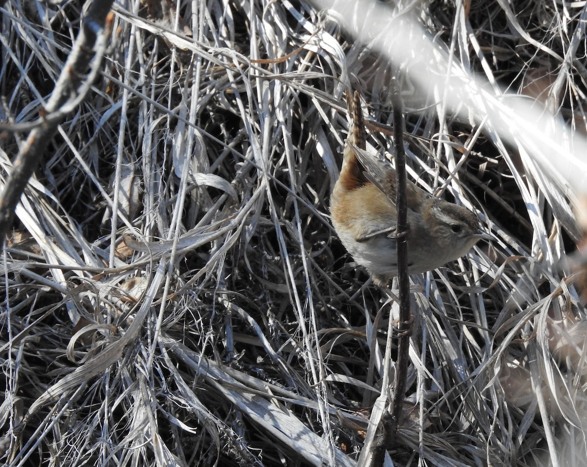 Marsh Wren - ML222373371