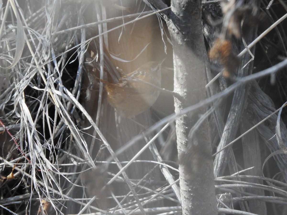 Marsh Wren - ML222373401